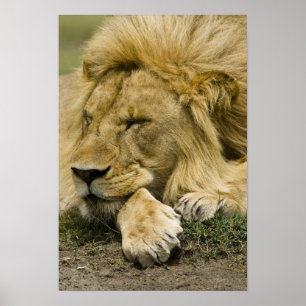 Afrikansk lejon, Panthera leo, liggande och sover Poster