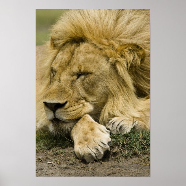 Afrikansk lejon, Panthera leo, liggande och sover Poster (Framsidan)