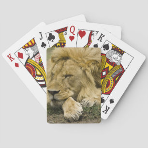 Afrikansk lejon, Panthera leo, liggande och sover Spelkort