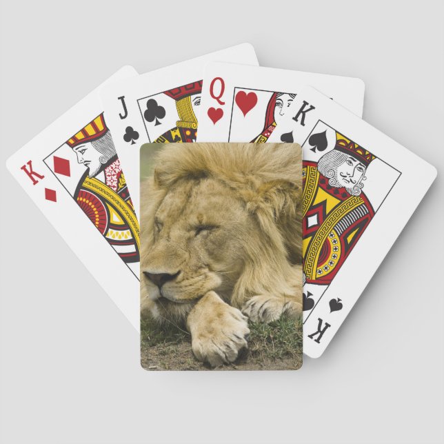 Afrikansk lejon, Panthera leo, liggande och sover Spelkort (Baksidan)