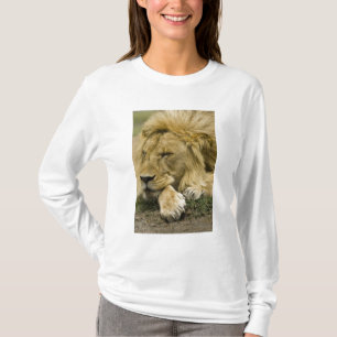 Afrikansk lejon, Panthera leo, liggande och sover T Shirt