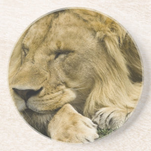 Afrikansk lejon, Panthera leo, liggande och sover Underlägg Sandsten