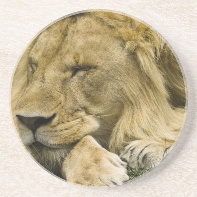 Afrikansk lejon, Panthera leo, liggande och sover Underlägg Sandsten (Framsidan)