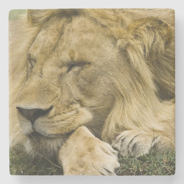 Afrikansk lejon, Panthera leo, liggande och sover Underlägg Sten (Framsidan)