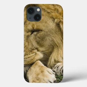 Afrikansk lejon, Panthera leo, liggande sovande