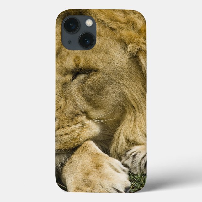 Afrikansk lejon, Panthera leo, liggande sovande (Baksida)
