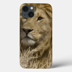 Afrikansk Lejon, Panthera leo, Porträtt av en