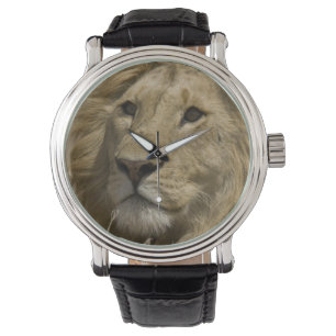 Afrikansk lejon, Panthera leo, Porträtt av en Armbandsur
