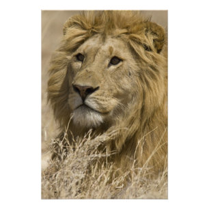 Afrikansk Lejon, Panthera leo, Porträtt av en Fototryck
