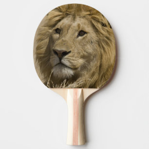 Afrikansk Lejon, Panthera leo, Porträtt av en Pingisracket
