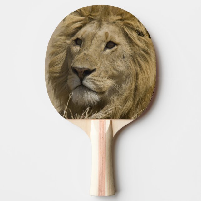 Afrikansk Lejon, Panthera leo, Porträtt av en Pingisracket (Framsidan)