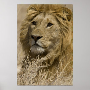 Afrikansk Lejon, Panthera leo, Porträtt av en Poster