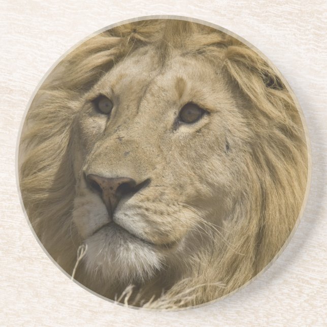 Afrikansk Lejon, Panthera leo, Porträtt av en Underlägg Sandsten (Framsidan)