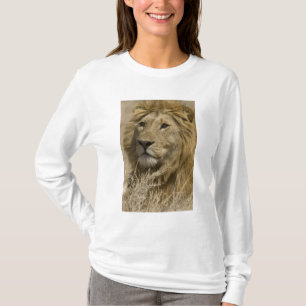 Afrikansk Lejon, Panthera leo, Porträtt av T Shirt