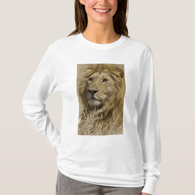Afrikansk Lejon, Panthera leo, Porträtt av T Shirt (Framsida)
