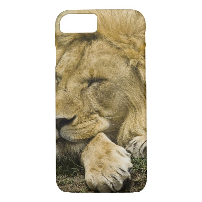 Afrikansk Lejon, Panthera leo, somna Case-Mate iPhone Skal (Baksida)