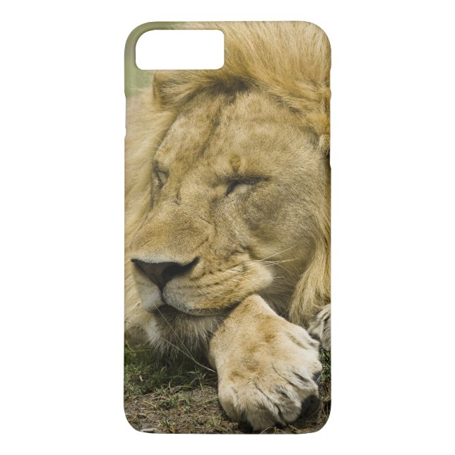 Afrikansk Lejon, Panthera leo, somna Case-Mate iPhone Skal (Baksida)