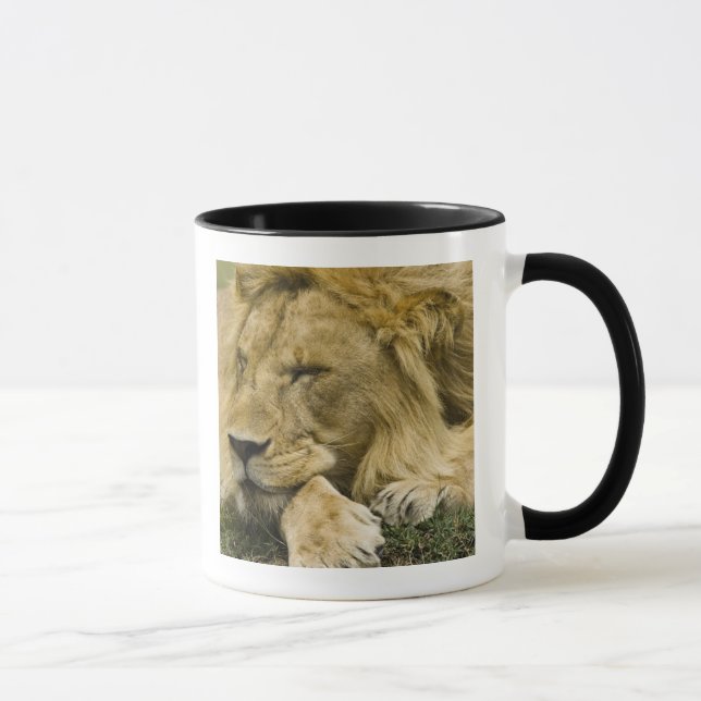 Afrikansk Lejon, Panthera leo, somna Mugg (Höger)