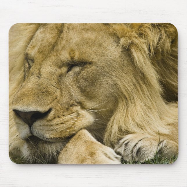 Afrikansk Lejon, Panthera leo, somna Musmatta (Framsidan)