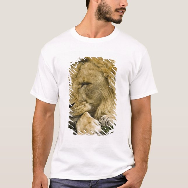 Afrikansk Lejon, Panthera leo, somna T-shirt (Framsida)