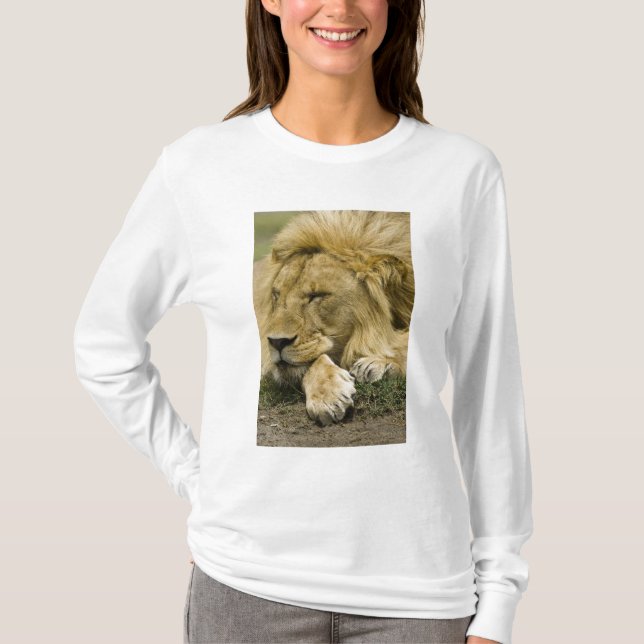 Afrikansk Lejon, Panthera leo, somna T Shirt (Framsida)