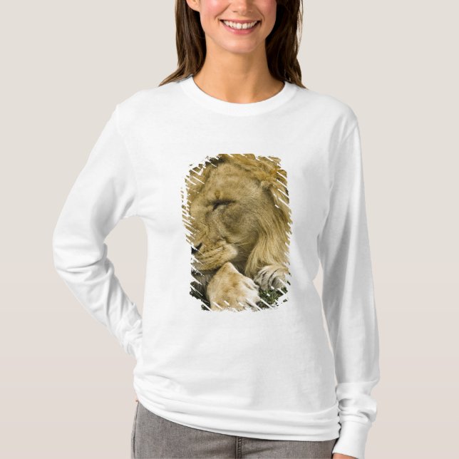 Afrikansk Lejon, Panthera leo, somna T-shirt (Framsida)