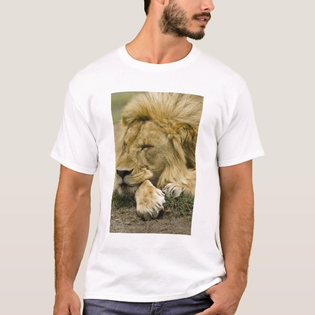 Afrikansk Lejon, Panthera leo, somna Tröja (Framsida)