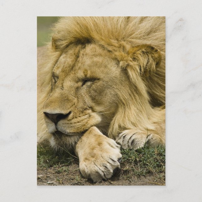 Afrikansk Lejon, Panthera leo, somna Vykort (Framsida)