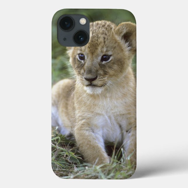 Afrikansk lejon, Panthera leo), Tanzania, (Baksida)
