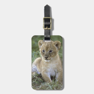 Afrikansk lejon, Panthera leo), Tanzania, Bagagebricka