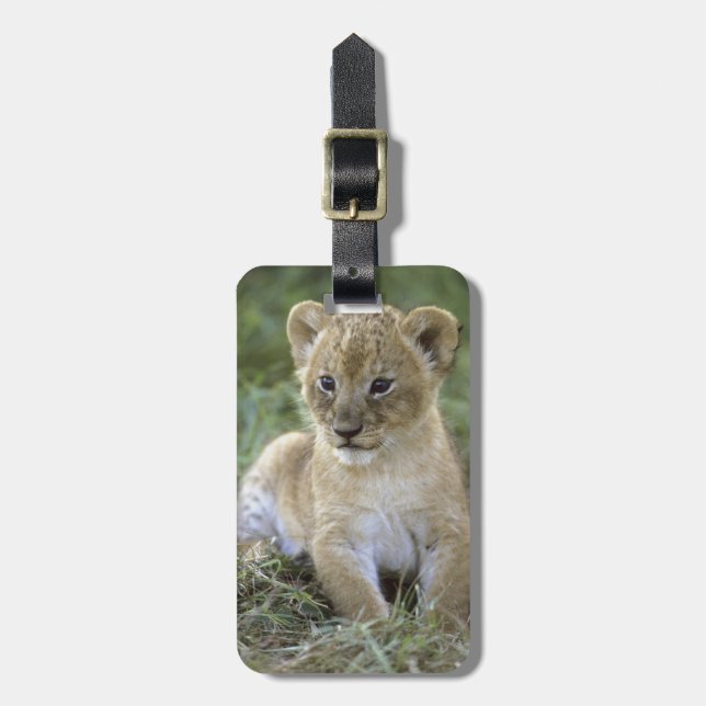 Afrikansk lejon, Panthera leo), Tanzania, Bagagebricka (Vertikal Framsida)