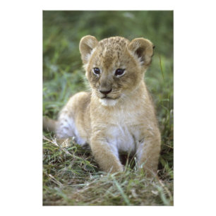 Afrikansk lejon, Panthera leo), Tanzania, Fototryck