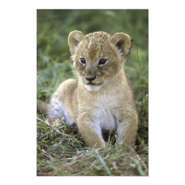 Afrikansk lejon, Panthera leo), Tanzania, Fototryck (Framsidan)