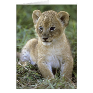 Afrikansk lejon, Panthera leo), Tanzania, Hälsningskort