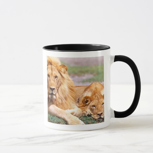 Afrikansk Lejon, Panthera leo, Tanzania Mugg (Höger)