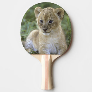 Afrikansk lejon, Panthera leo), Tanzania, Pingisracket