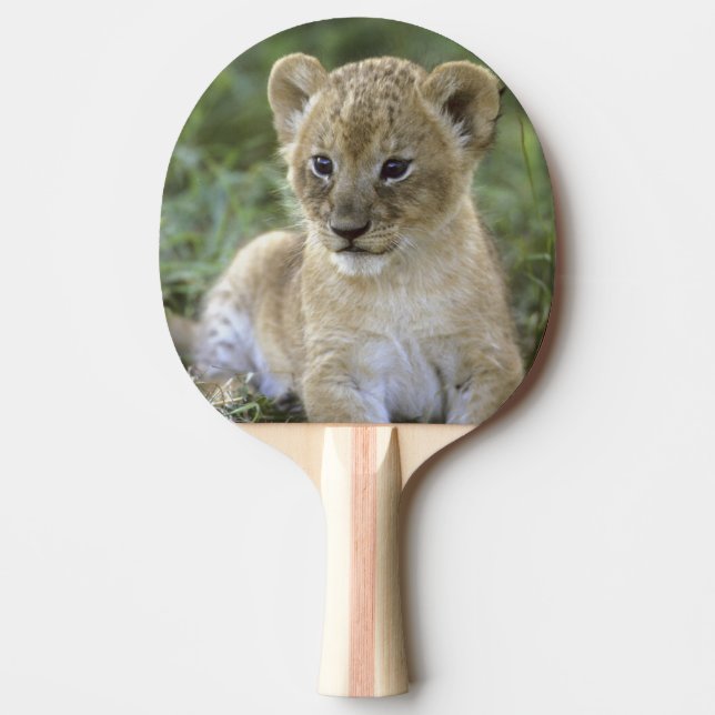 Afrikansk lejon, Panthera leo), Tanzania, Pingisracket (Framsidan)