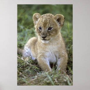 Afrikansk lejon, Panthera leo), Tanzania, Poster