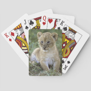 Afrikansk lejon, Panthera leo), Tanzania, Spelkort