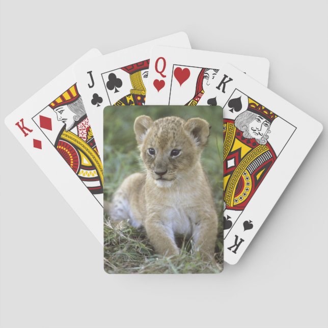 Afrikansk lejon, Panthera leo), Tanzania, Spelkort (Baksidan)