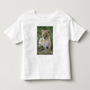 Afrikansk lejon, Panthera leo), Tanzania, Tee