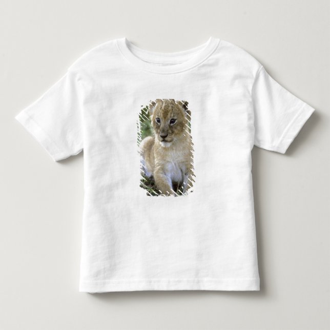 Afrikansk lejon, Panthera leo), Tanzania, Tee (Framsida)