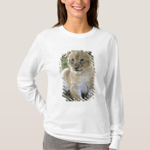 Afrikansk lejon, Panthera leo), Tanzania, Tee Shirt
