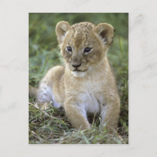Afrikansk lejon, Panthera leo), Tanzania, Vykort
