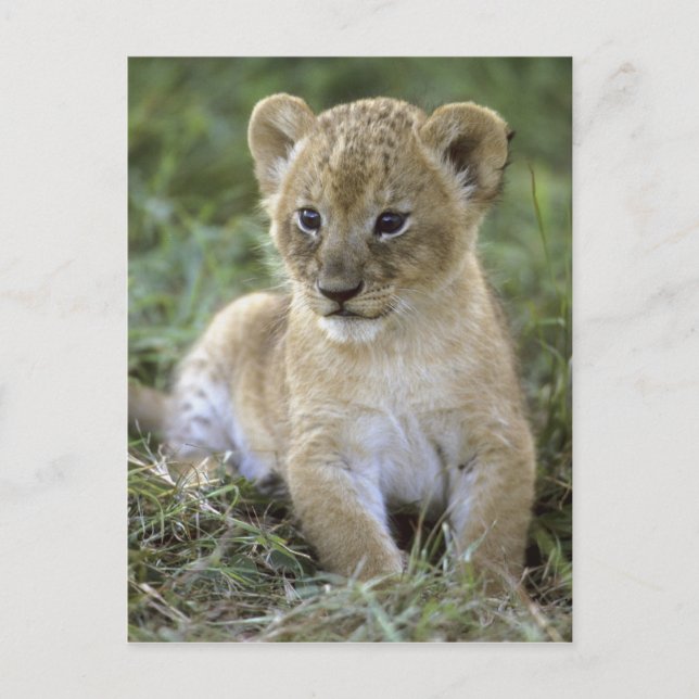 Afrikansk lejon, Panthera leo), Tanzania, Vykort (Framsida)