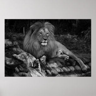 Afrikansk Lejon Poster