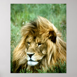 Afrikansk Lejon Poster