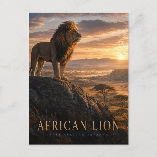 Afrikansk Lejon Savann Djur Vykort (Framsida)