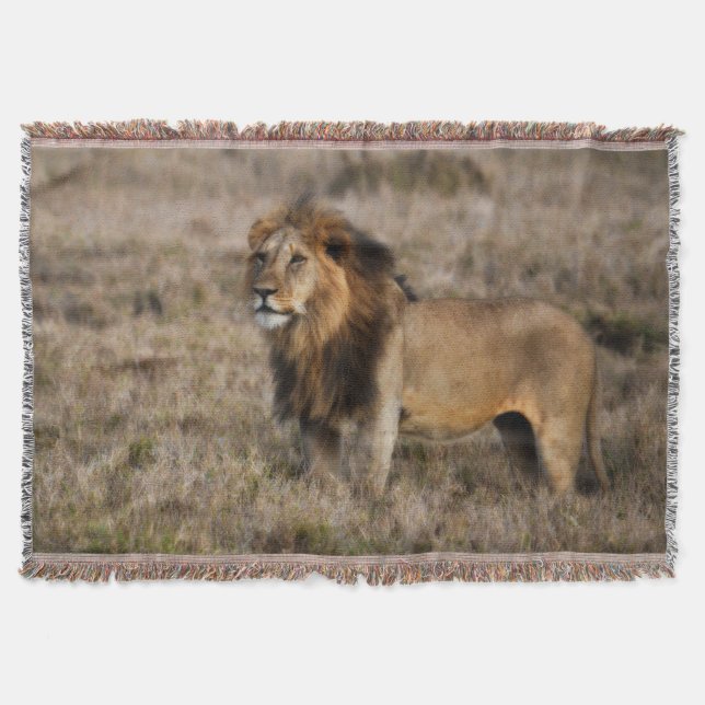 Afrikansk Lejon Throw Blanket Filt (Framsidan)