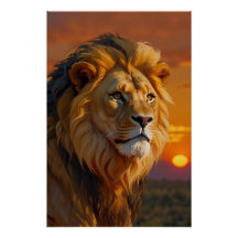 Afrikansk Lejon vid Sunset